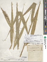 Phragmites australis image