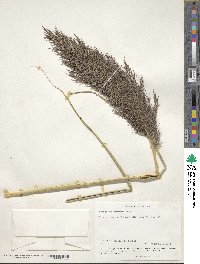 Phragmites australis image