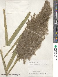 Phragmites australis image