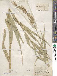 Phragmites australis image