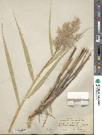 Phragmites australis image