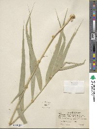 Phragmites australis image