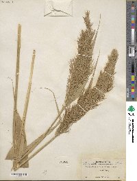 Phragmites australis image