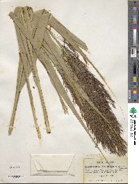 Phragmites australis image