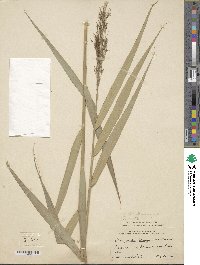 Phragmites australis image