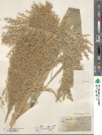 Phragmites australis image