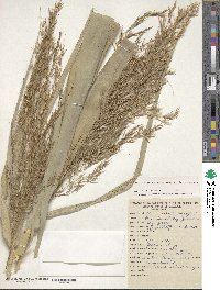 Phragmites australis image