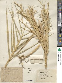 Phragmites australis image