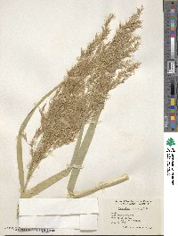 Phragmites australis image