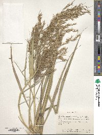 Phragmites australis image