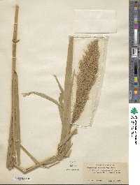 Phragmites australis image