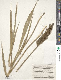 Phragmites australis image