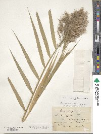 Phragmites australis image