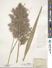 Phragmites australis image