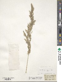 Phragmites australis image