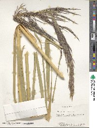 Phragmites australis image