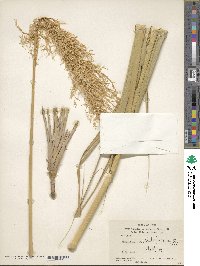 Phragmites australis image