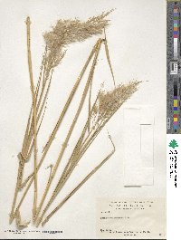 Phragmites australis image