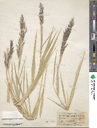 Phragmites australis image