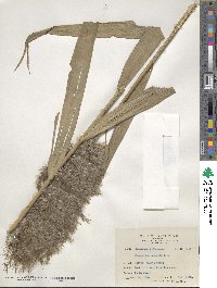 Phragmites australis image