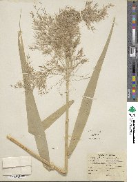 Phragmites australis image