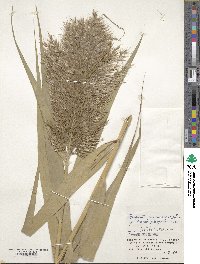 Phragmites australis image