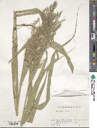 Phragmites australis image