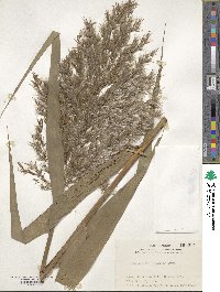 Phragmites australis image