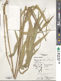 Phragmites australis image