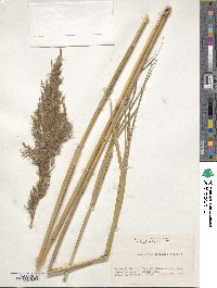 Phragmites australis image