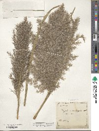 Phragmites australis image