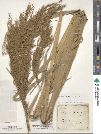 Phragmites australis image