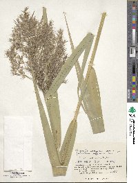 Phragmites australis image