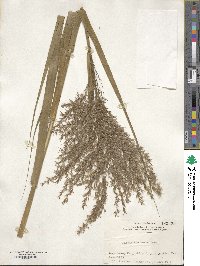 Phragmites karka image