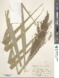 Image of Phragmites japonicus