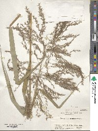 Phragmites japonicus image