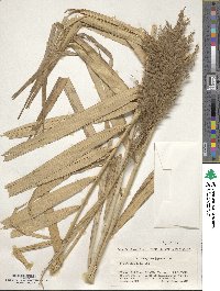 Phragmites japonicus image