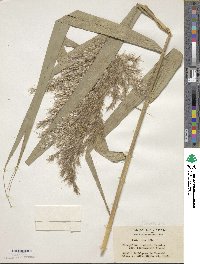 Phragmites australis image