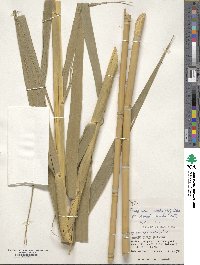 Phragmites karka image