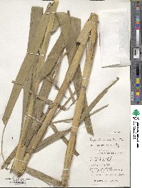 Phragmites karka image