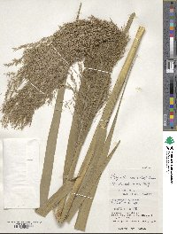 Phragmites karka image