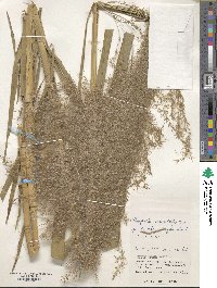 Phragmites karka image