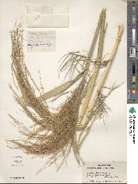 Phragmites karka image