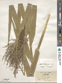 Phragmites karka image