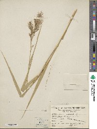 Phragmites australis image