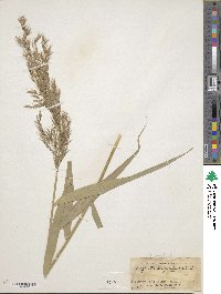 Phragmites australis image