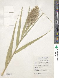 Phragmites australis image