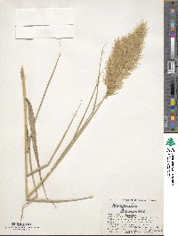 Phragmites australis image