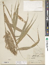 Phragmites australis image