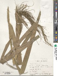 Phragmites australis image